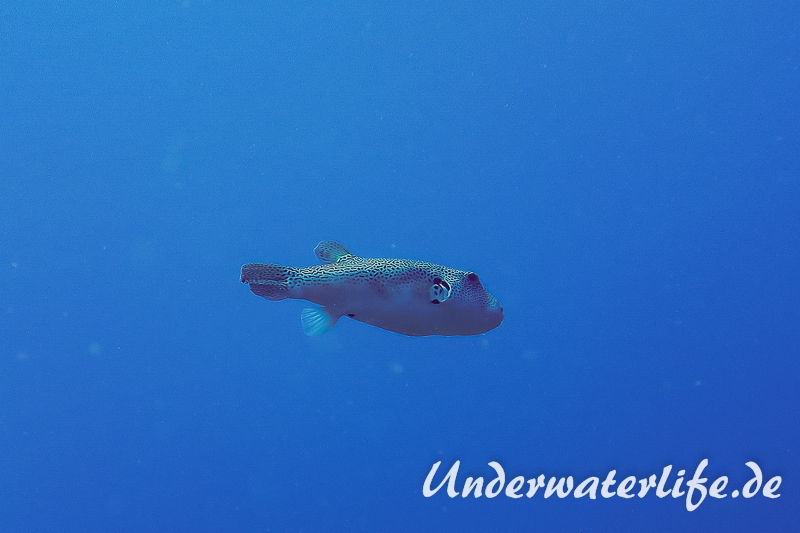 Riesenkugelfisch_adult-Thailand-2017-001