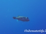  Riesen-Kugelfisch (Arothron stellatus) Indopazifik