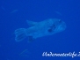 Riesen-Kugelfisch (Arothron stellatus) Indik