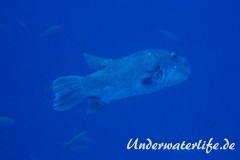 Riesen-Kugelfisch_adult-Malediven-2013-01