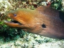 Riesenmuräne (Gymnothorax javanicus)