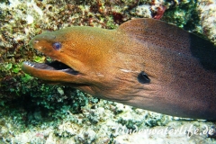 Riesenmuraene_adult-Malediven-2013-001