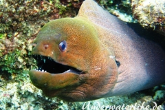 Riesenmuraene_adult-Malediven-2013-002
