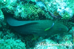 Riesenmuraene_adult-Malediven-2013-004