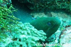 Riesenmuraene_adult-Malediven-2013-005