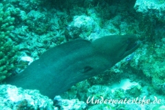 Riesenmuraene_adult-Malediven-2013-006