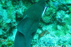 Riesenmuraene_adult-Malediven-2013-007
