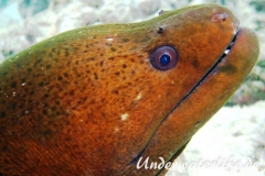 Riesenmuraene_adult-Malediven-2013-011