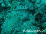 Indik Eidechsenfische-Synodontidae-Lizardfishes
