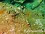Riff-Eidechsenfisch (Synodus variegatus) Indopazifik