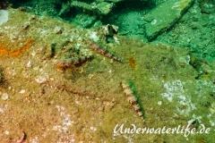 Riff-Eidechsenfisch_adult-Thailand-2017-001