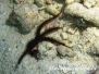 Riffdach-Schlangenstern (Ophiocoma scolopendrina)