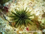Riffdachseeigel (Echinometra viridis)