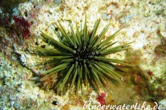 Riffdachseeigel_adult-Malediven-2013-001