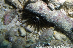 Riffdachseeigel_adult-Malediven-2013-002