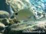 Ringelbrasse (Spondyliosoma cantharus)