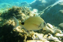 Ringelbrasse_adult-Dubrovnik-2015-02