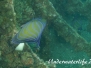 Ringkaiserfisch (Pomacanthus annularis)
