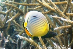 Rippen Falterfisch_adult-Malediven-2013-02