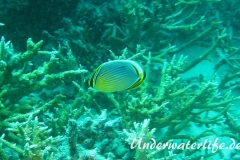 Rippen Falterfisch_adult-Malediven-2013-05