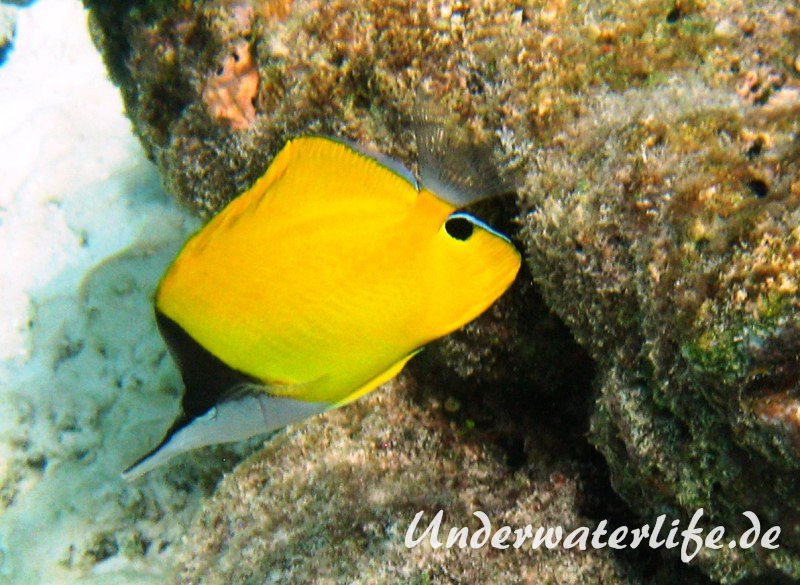 Roehrenmaul-Pinzettfisch_adult-Malediven-2013-03