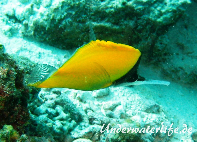Roehrenmaul-Pinzettfisch_adult-Malediven-2013-06