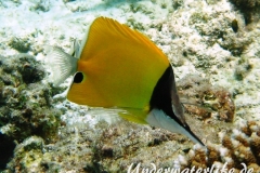 Roehrenmaul-Pinzettfisch_adult-Malediven-2013-01