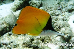 Roehrenmaul-Pinzettfisch_adult-Malediven-2013-02
