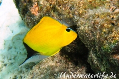 Roehrenmaul-Pinzettfisch_adult-Malediven-2013-03