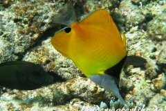 Roehrenmaul-Pinzettfisch_adult-Malediven-2013-04