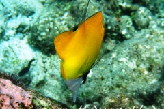 Roehrenmaul-Pinzettfisch_adult-Malediven-2013-05