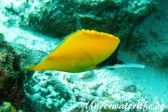 Roehrenmaul-Pinzettfisch_adult-Malediven-2013-06