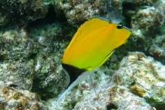 Roehrenmaul-Pinzettfisch_adult-Malediven-2013-07