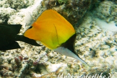 Roehrenmaul-Pinzettfisch_adult-Malediven-2013-08