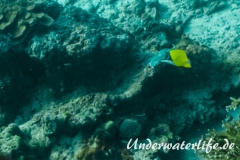Roehrenmaul-Pinzettfisch_adult-Thailand-2017-001