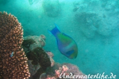 Rostnacken-Papageifisch_adult-Marsa alam-2012-1