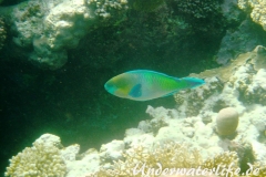 Rostnacken-Papageifisch_adult-Marsa alam-2012-2