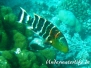 Rotbrust-Prachtlippfisch (Cheilinus fasciatus)