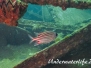 Roter Eichhörnchenfisch (Sargocentron rubrum) Indopazifik