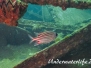 Indopazifik Soldatenfische-Myripristinae-Soldierfishes
