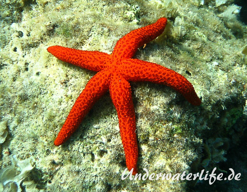 Roter Seestern-Dubrovnik-2015-001