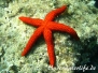 Mittelmeer Seesterne-Asteroidea-Starfish