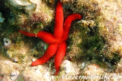 Roter Seestern-Dubrovnik-2015-003