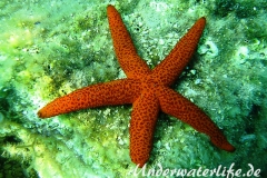 Roter Seestern-Dubrovnik-2015-006
