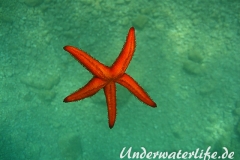 Roter Seestern-Dubrovnik-2015-007
