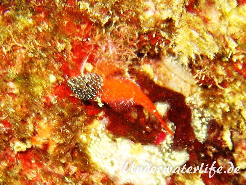 Roter-Spitzkopf-Schleimfisch_adult-Dubrovnik-2015-01