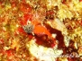 Roter Spitzkopf-Schleimfisch (Tripterygion tripteronotus)
