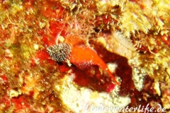 Roter-Spitzkopf-Schleimfisch_adult-Dubrovnik-2015-01