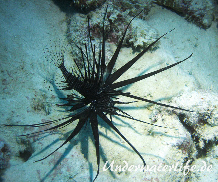 Rotfeuerfisch schwarze Variante_adult-Malediven-2013-01
