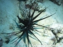 Rotfeuerfisch (Pterois miles) Indik